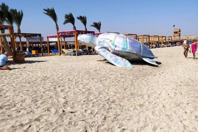 Abu Dabbab Beach Adventure – A Paradise in Marsa Alam